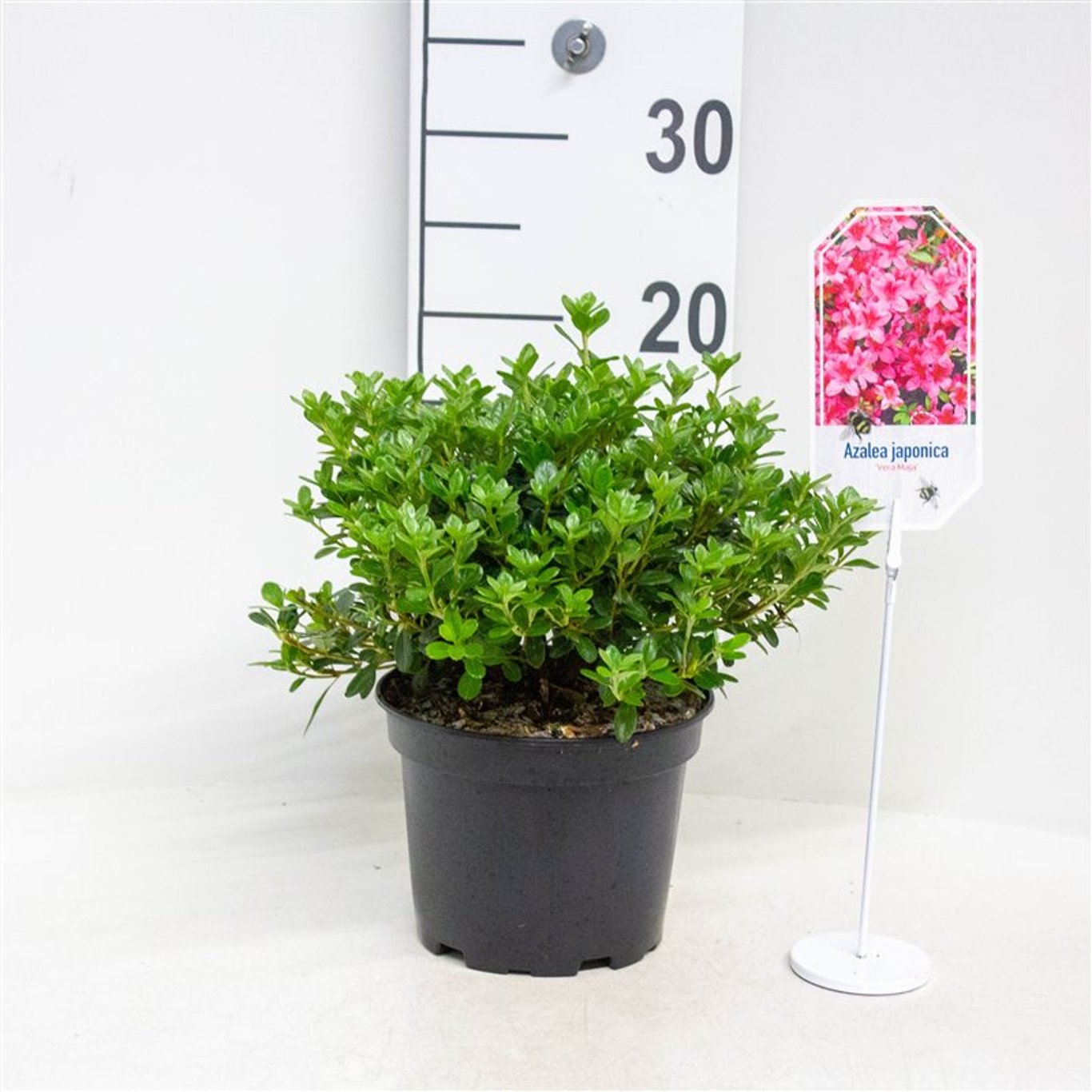 Rhododendron – Rhododendron 'Vera Maja' - C2 20-25 CM